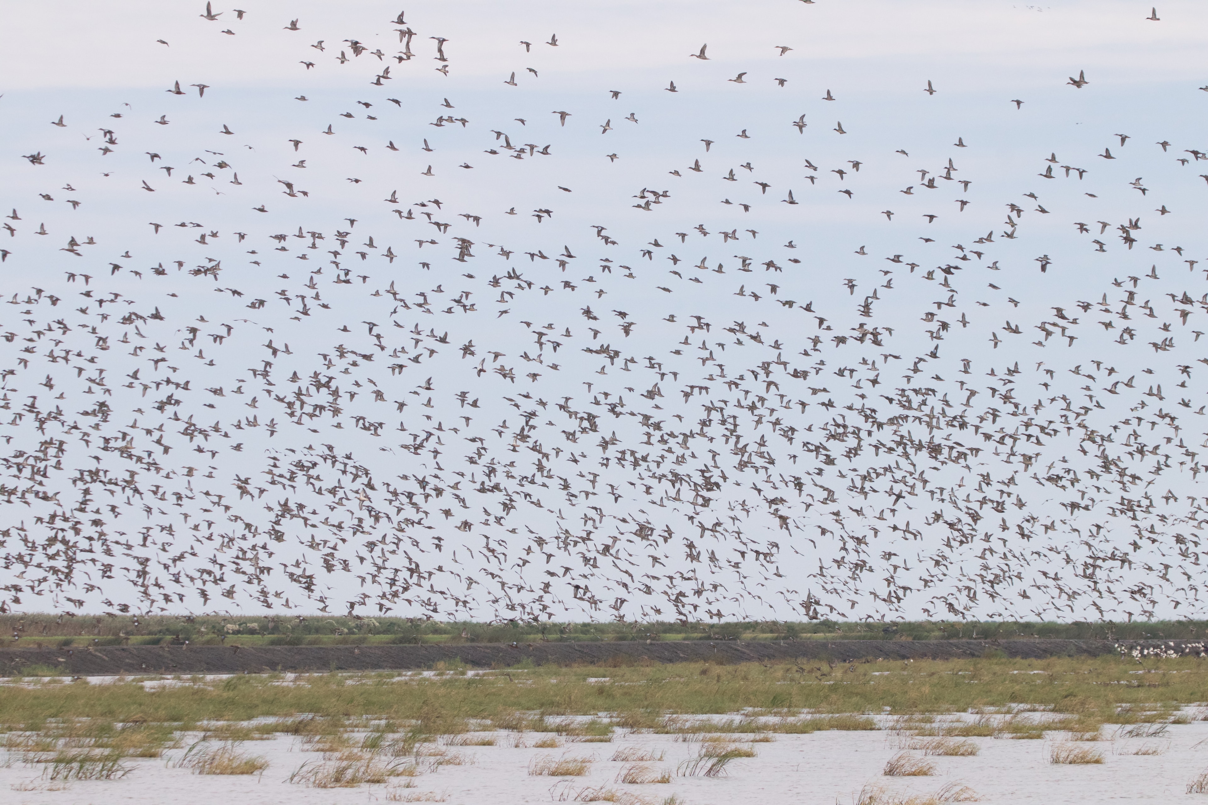 Large flock of migratory waterfowl in flight over wetlands