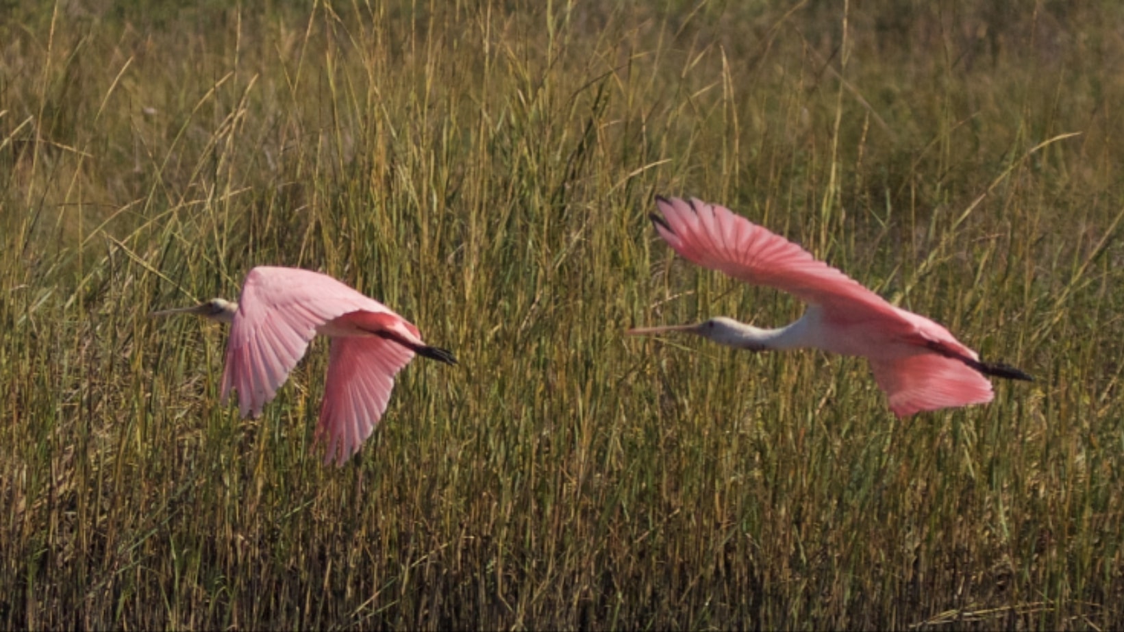Coastal marsh wetland habitat at Pecan Island
