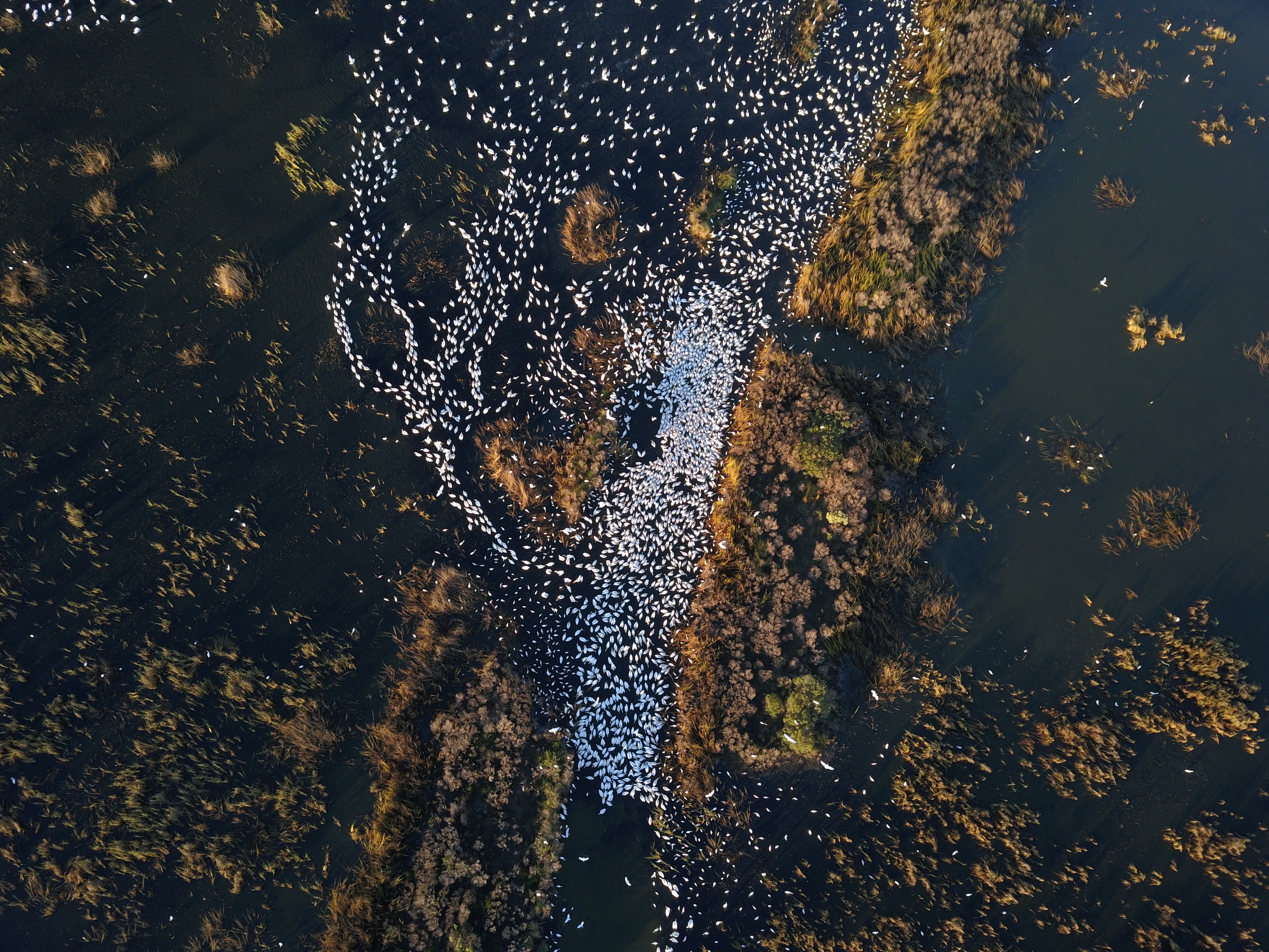 Migratory birds in flight over the Central Flyway