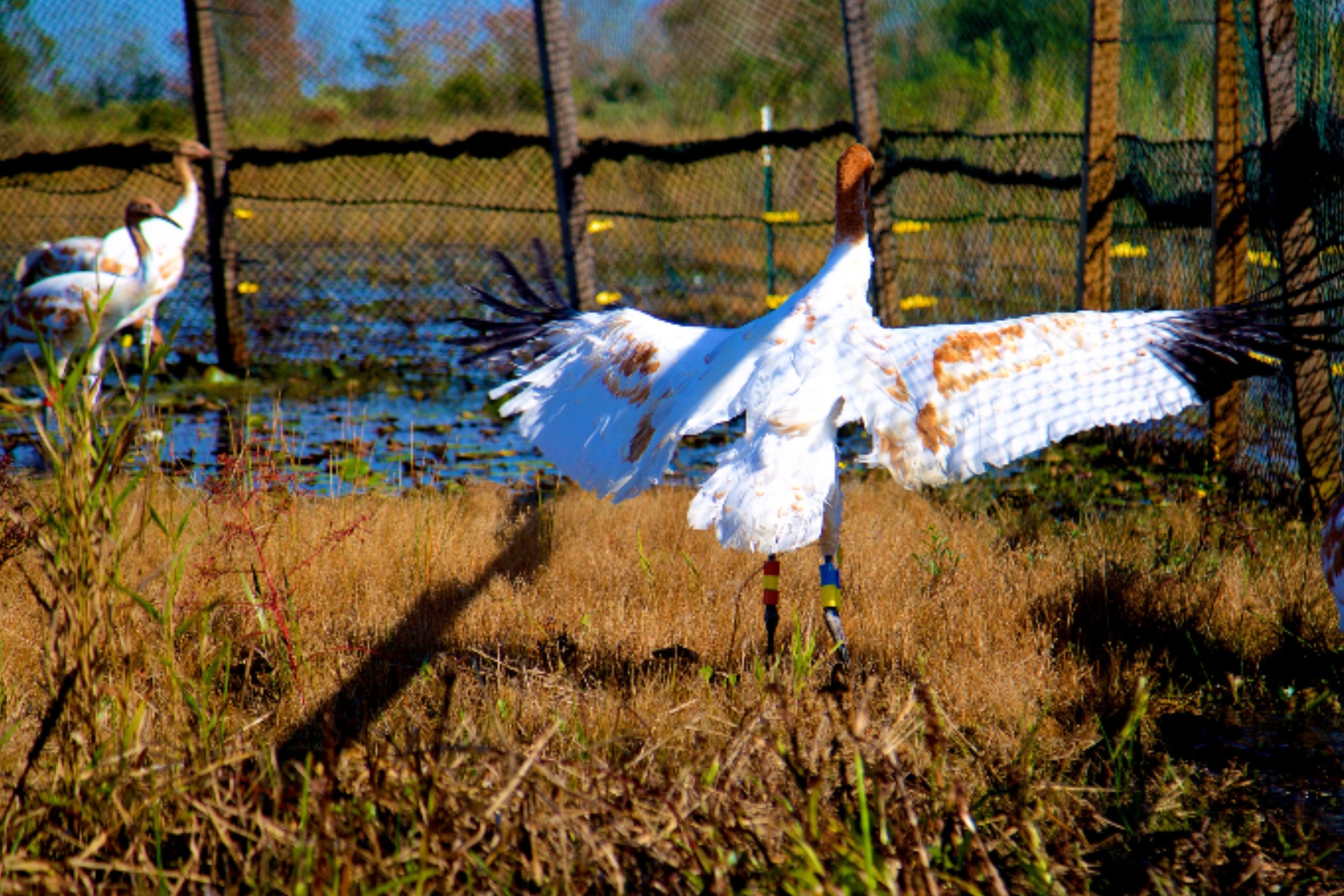 Whooping Crane